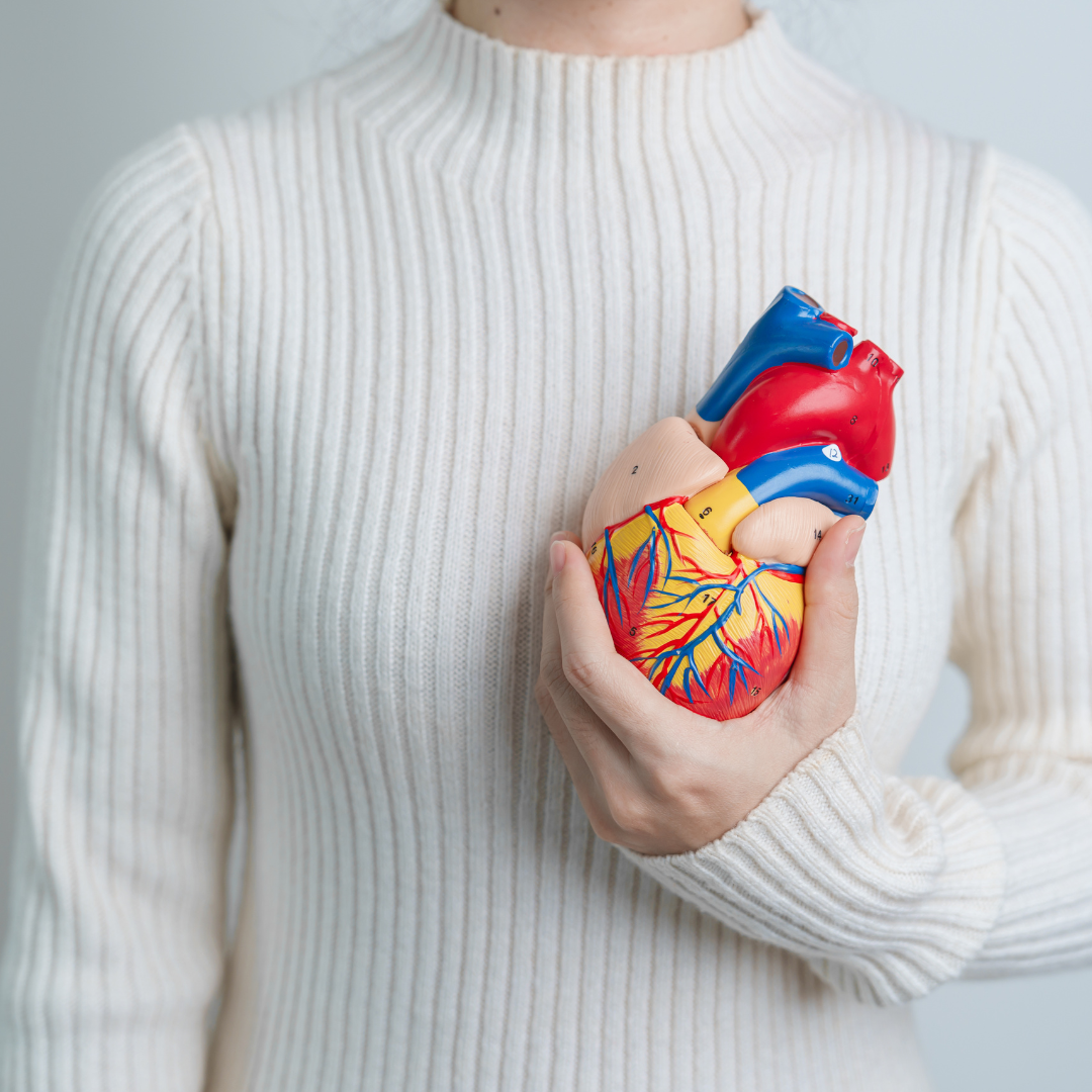Woman holding human Heart model. Cardiovascular Diseases